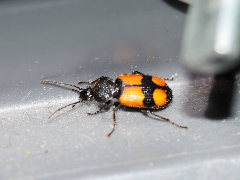 Kruissmalkop in tuin Jochem Kühnen