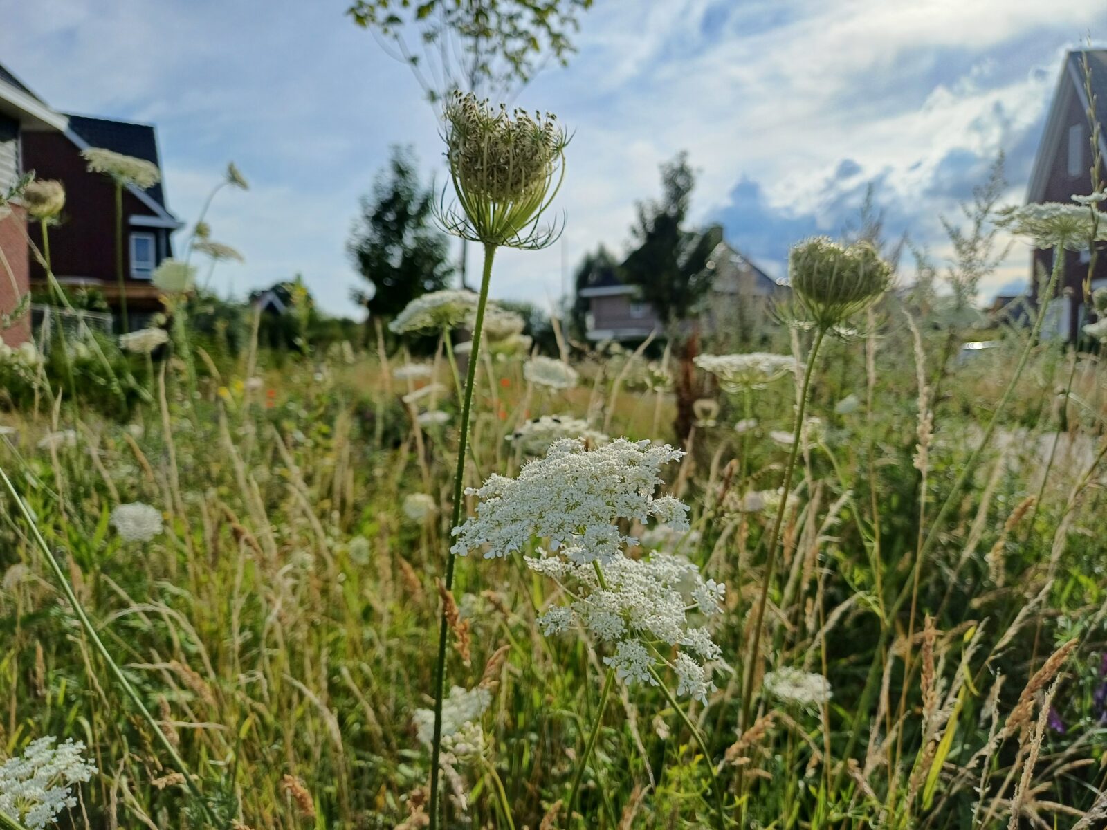 Wilde peen in bloei