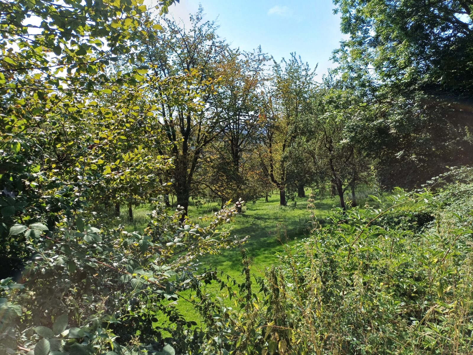 Hoogstamboomgaard in Limburg