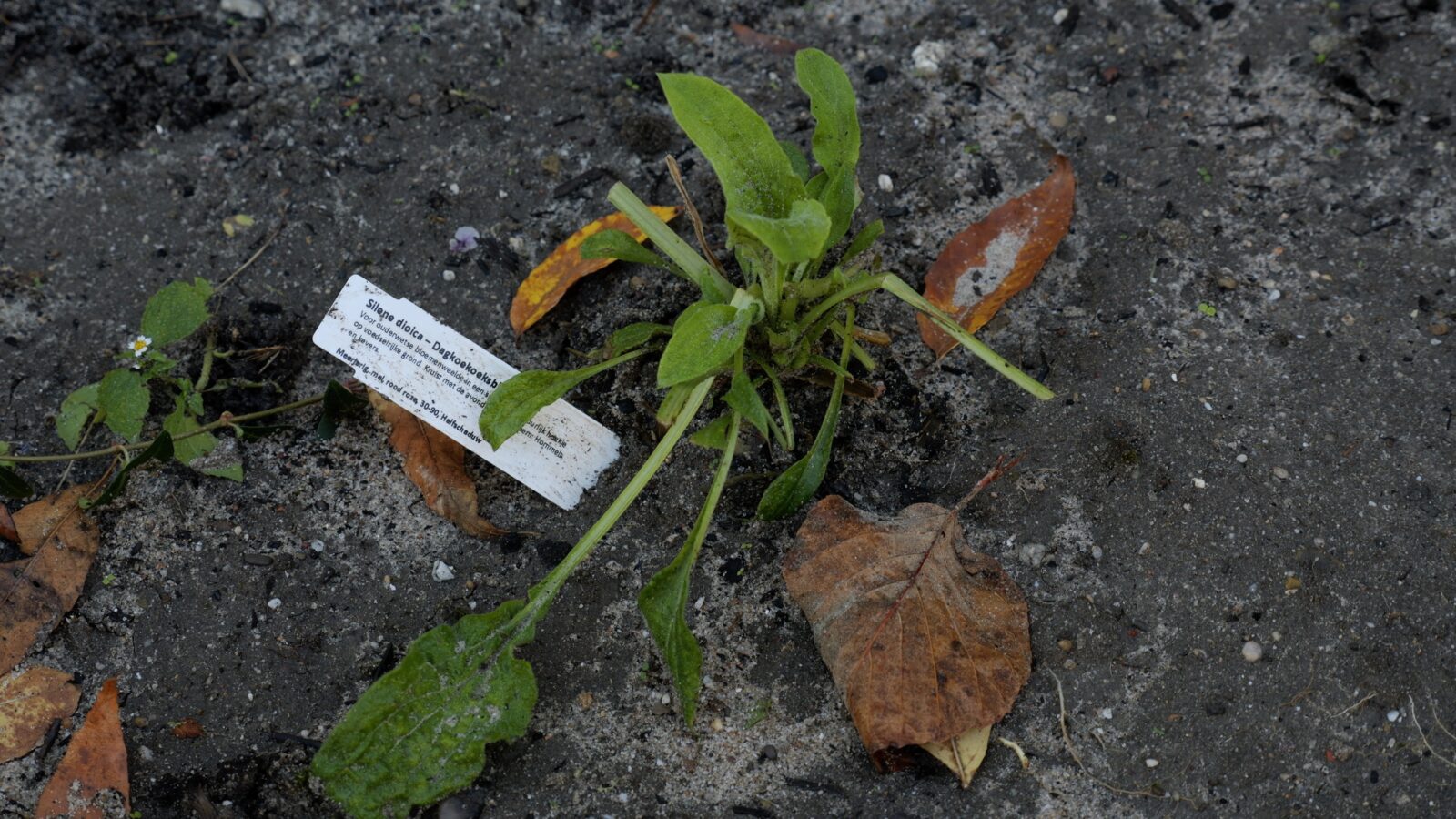 Dagkoekoeksbloem, aangeplant door samenwerking van Streektuinen en Straatboer, bij sociale huurwoningen in Huizen (Het Gooi, streek Centrale Stuwwallen).