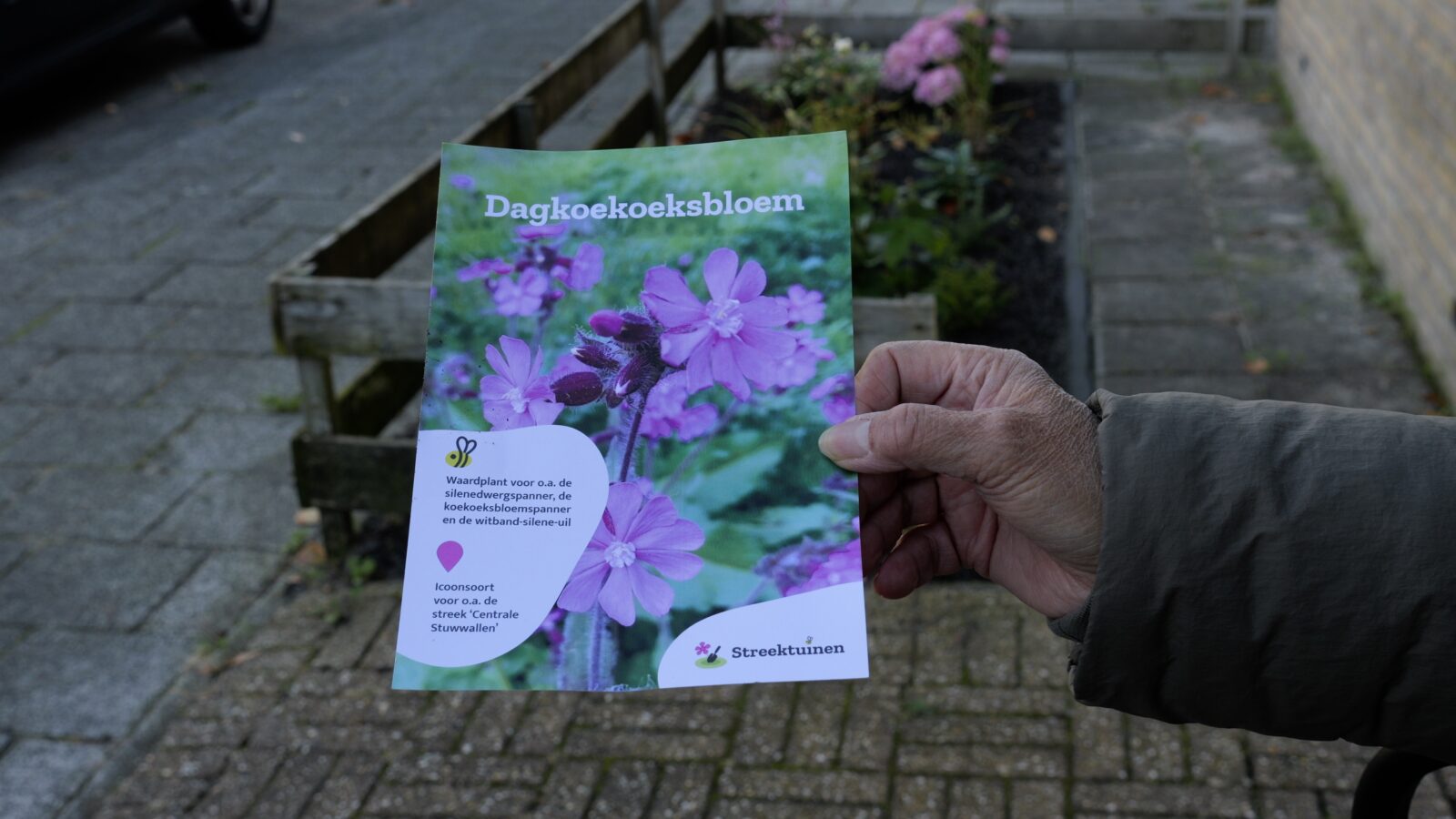 aanplanten van de dagkoekoeksbloem in Huizen, het Gooi