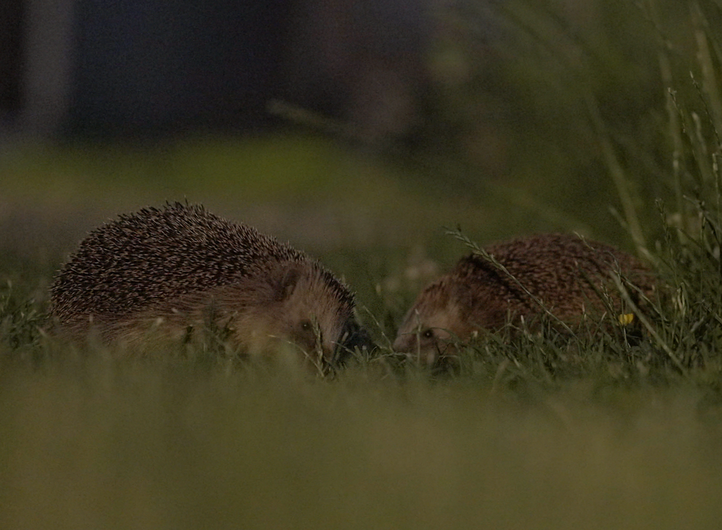 Beeld uit de egelfilm van Stijn Philips
