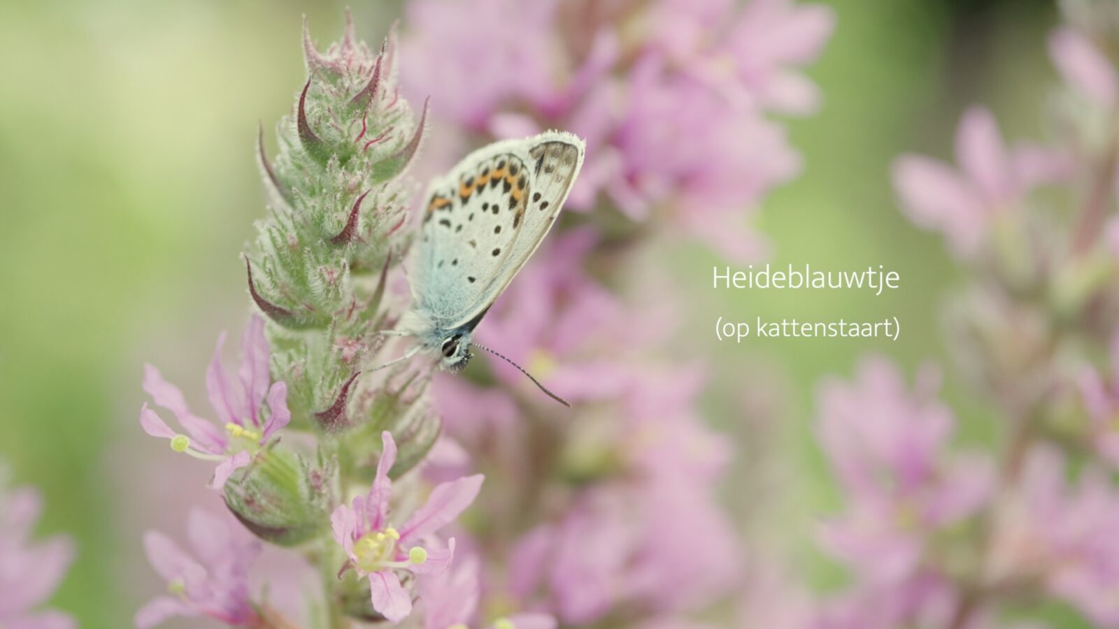 Nieuwe tuinsoort tijdens het filmen: het heideblauwtje!