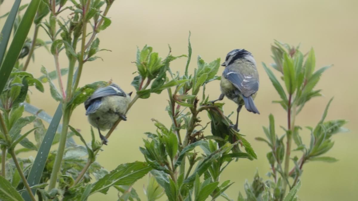 Pimpelmeesjes op harig wilgenroosje