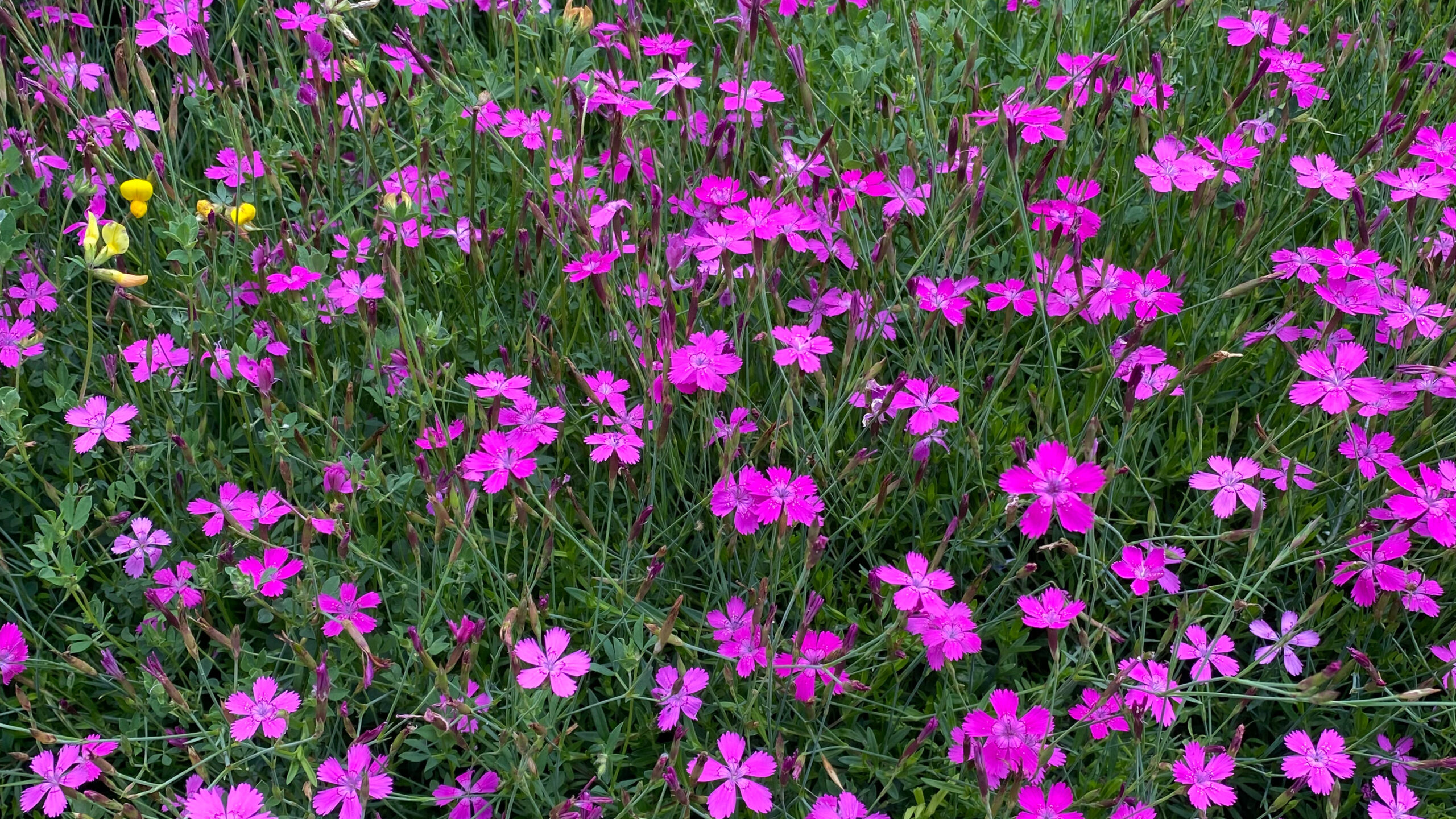 Steenanjer in streektuin