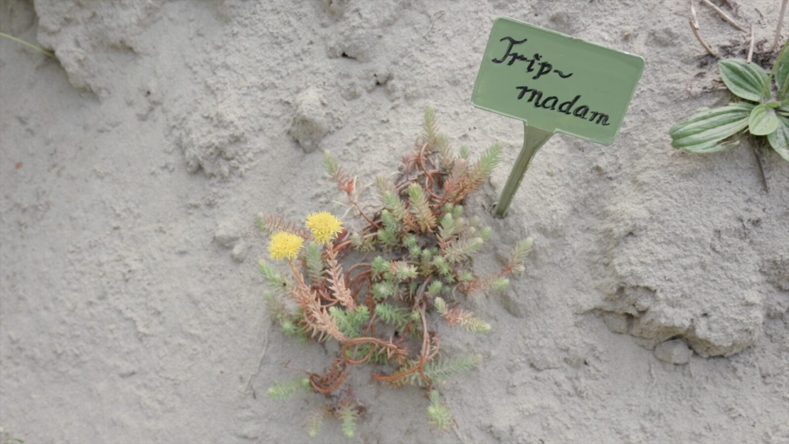 Tripmadam in de heemtuin in Wijhe