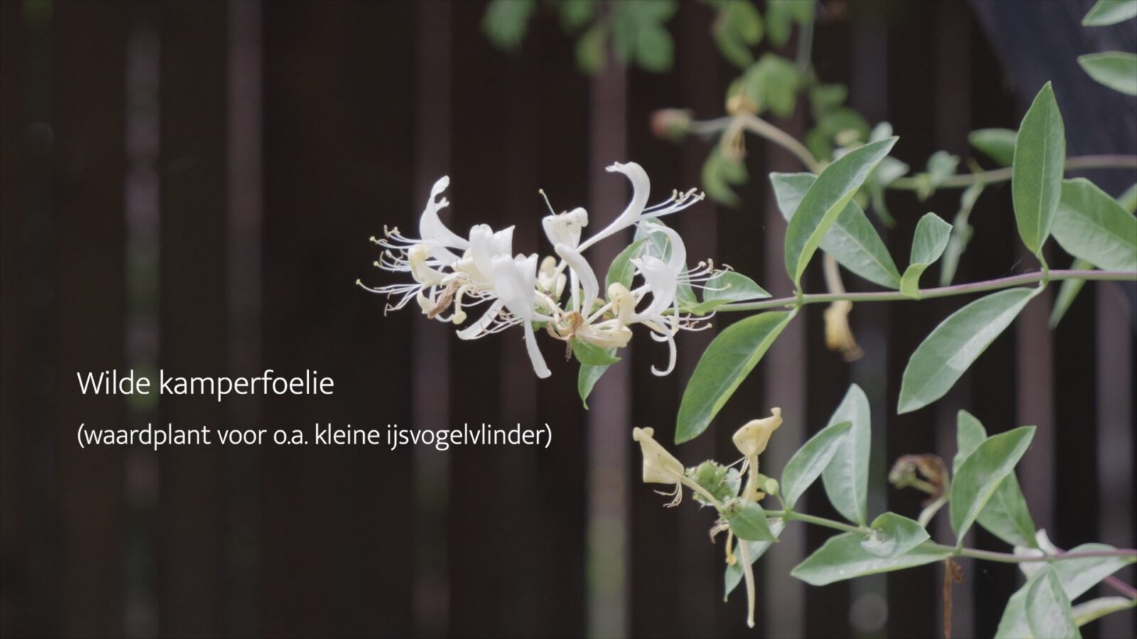 Wilde kamperfoelie, waardplant voor de kleine ijsvogelvlinder.