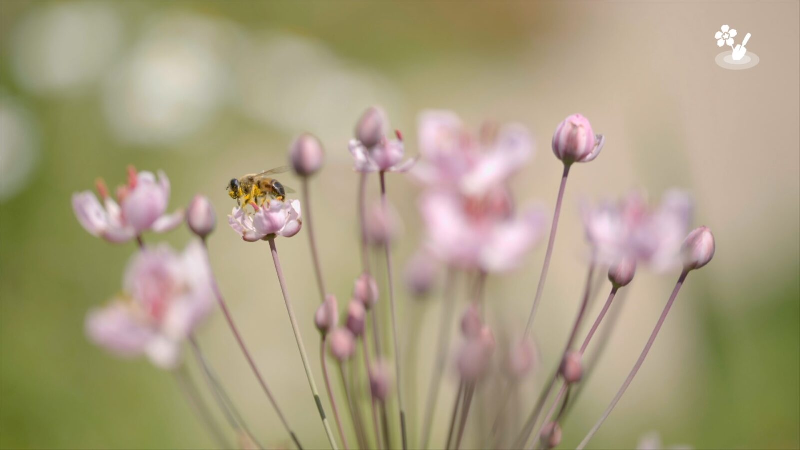 Zwanenbloem in Karins tuin