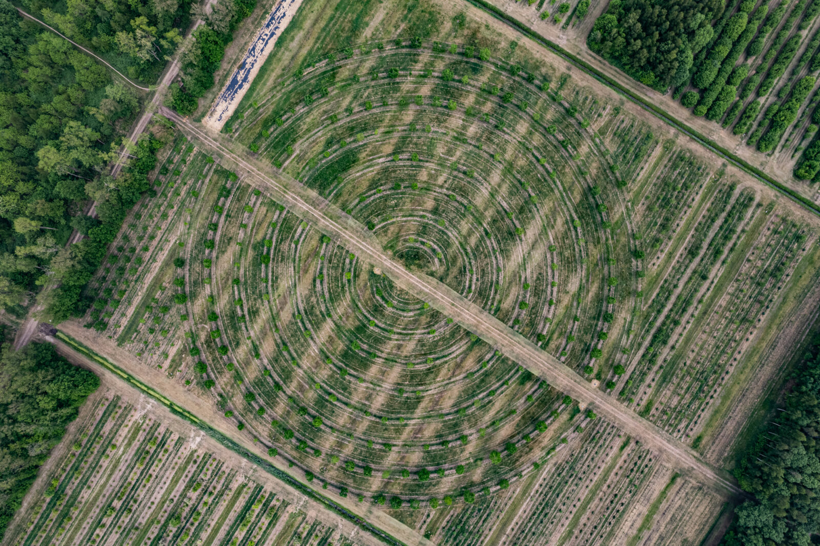 'Lindecirkel' in de genenbank. De zomerlinde en winterlinde zijn misschien wel de meest gemiste bomen in Nederlandse bosecosysteem. Voor hun terugkeer uit autochtone populatie is vermeerdering vanuit de genenbank van Staatsbosbeheer onmisbaar.