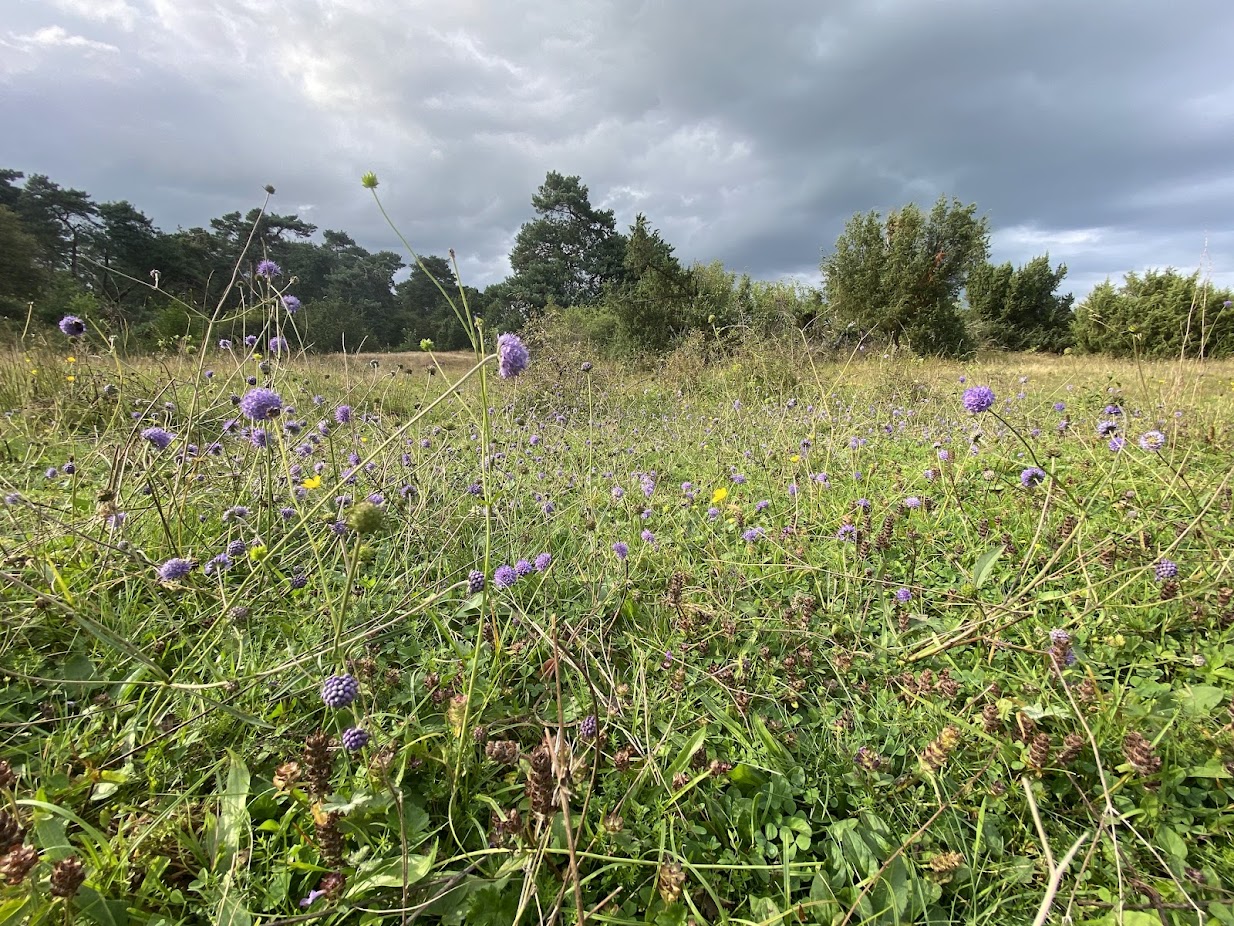 Blauwe knoop in de natuur