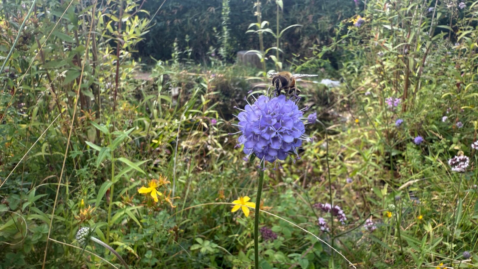 Blauwe knoop met zweefvlieg