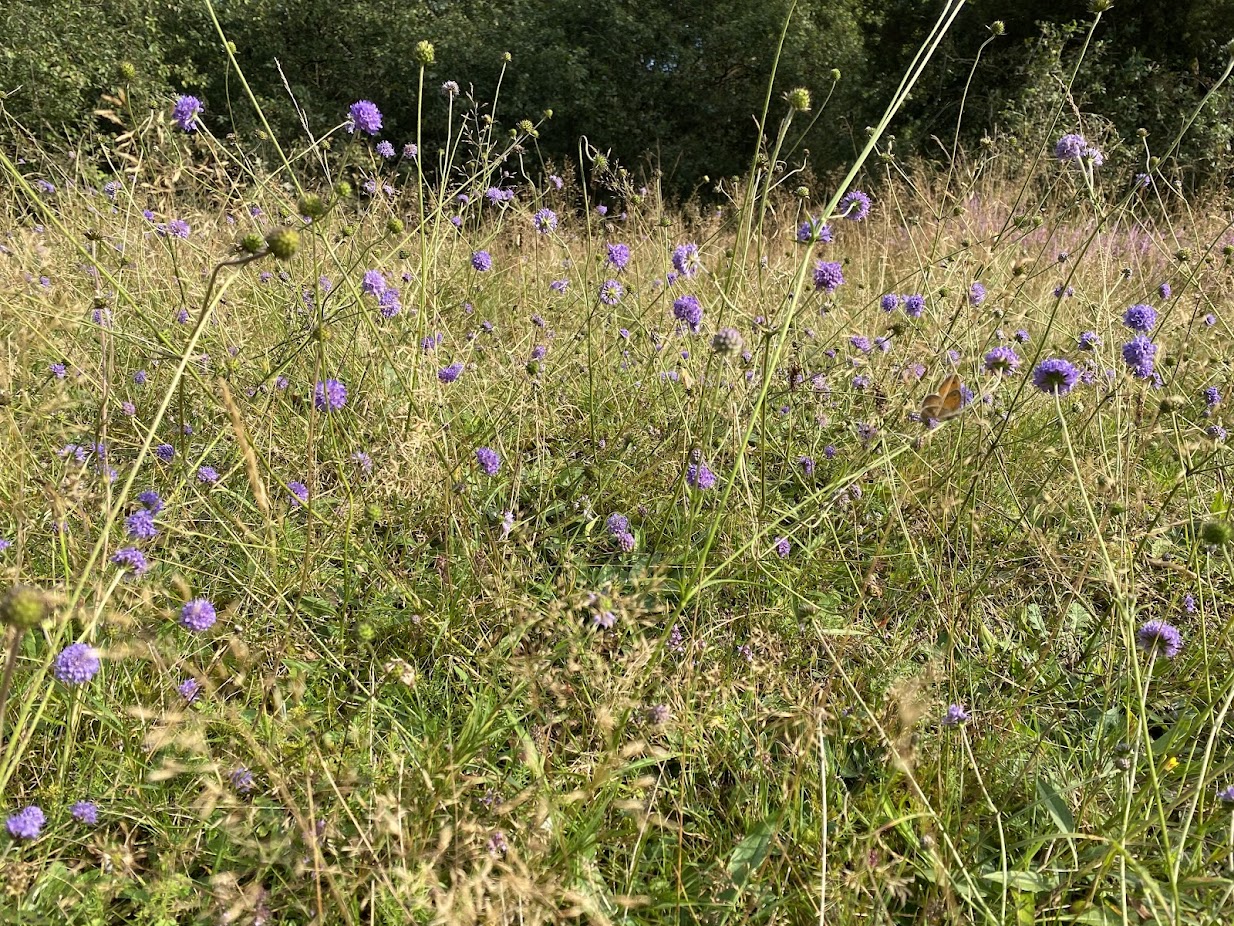Blauwe knoop, toegift van de zomer.