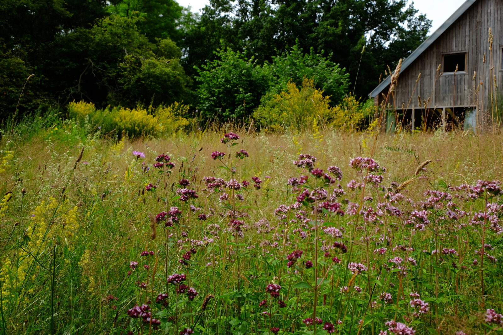 Bloemenweide met wilde marjolein in tuin bij huis