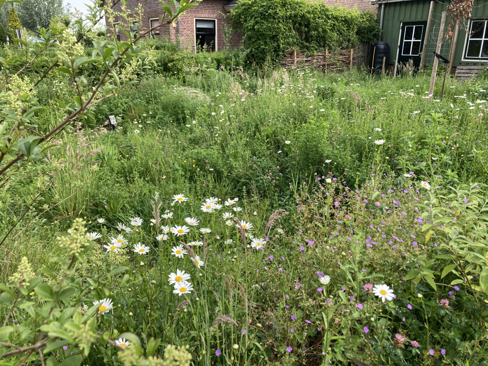 Bloemenweide in streektuin van Stijn Philips