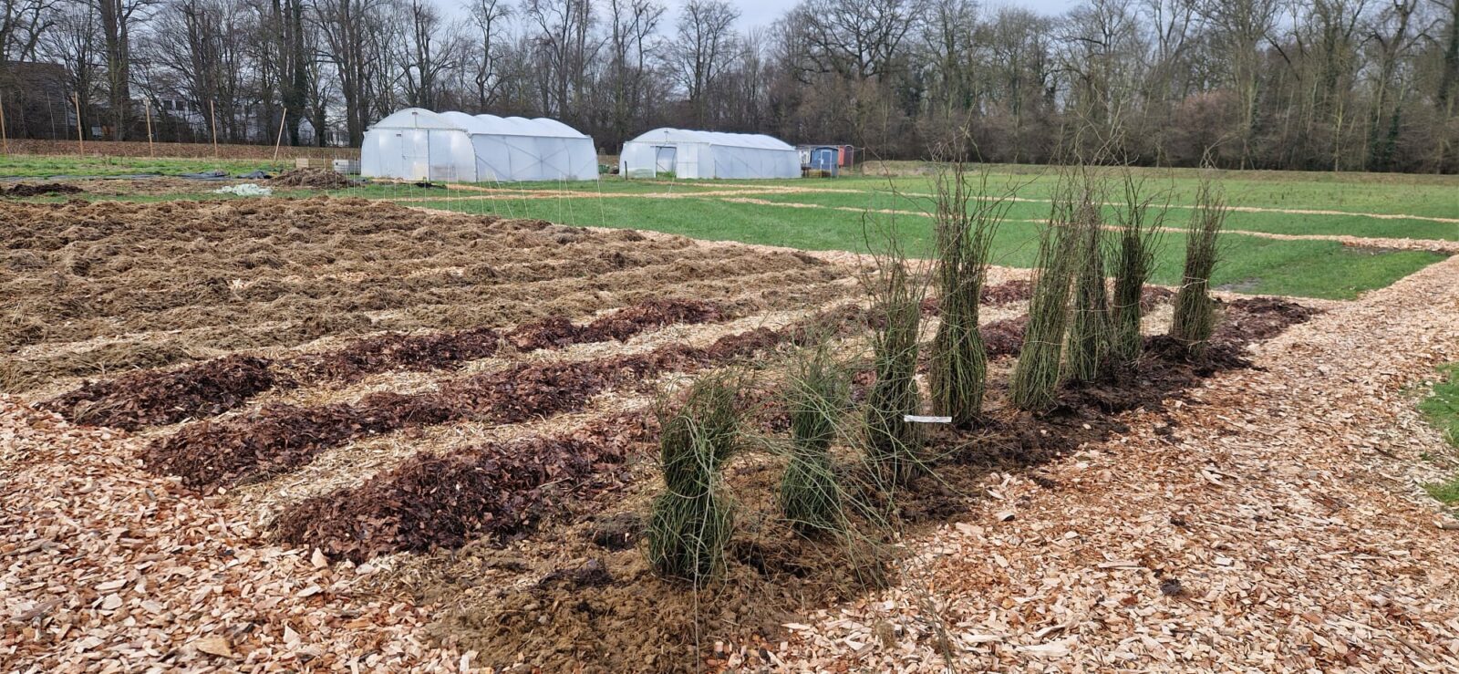 bosroos en kraagruis van Streektuinen, klaar om uitgedeeld te worden in Zuid-Limburg