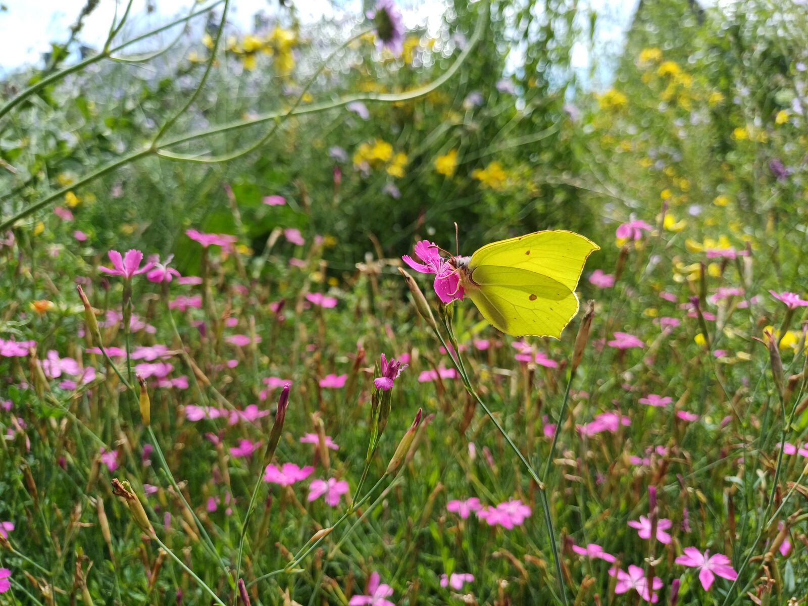 Citroenvlinder