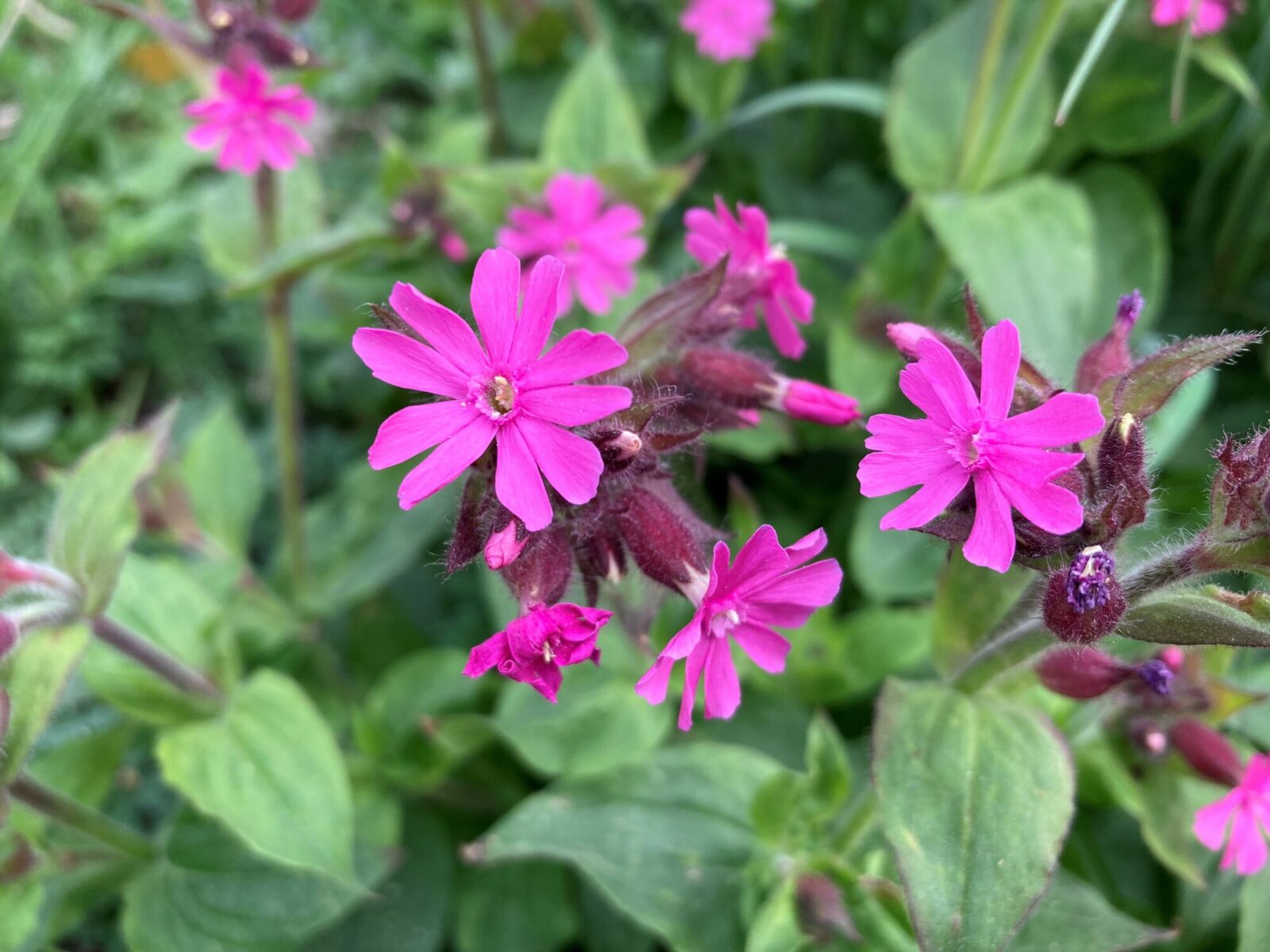 Dagkoekoeksbloem