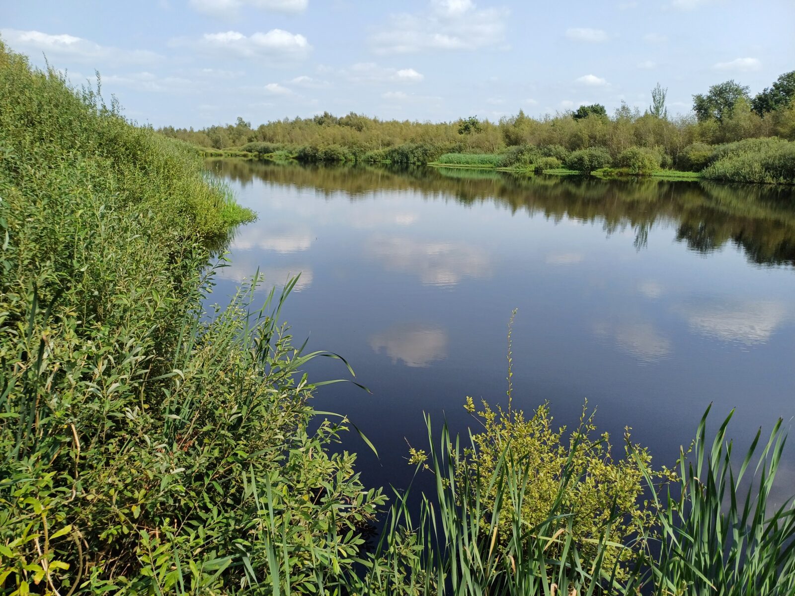 Hoogveennatuur in De Peel