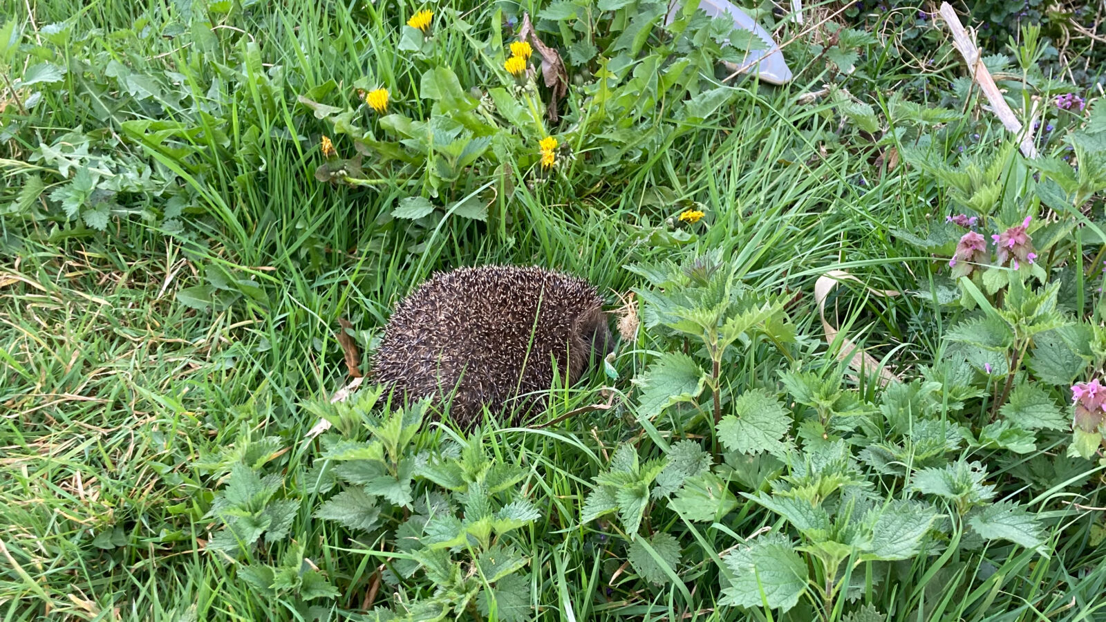 Egel Hope na uitzetten in een groene tuin