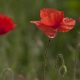 Grote papaver