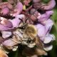 Mannetje gewone langhoornbij, foto: Pieter van Breugel