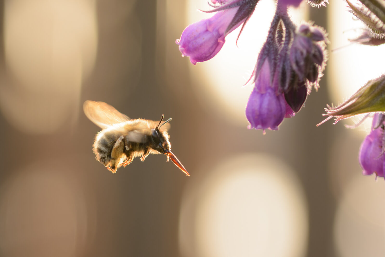Sachembij bij smeerwortel, op de daktuin