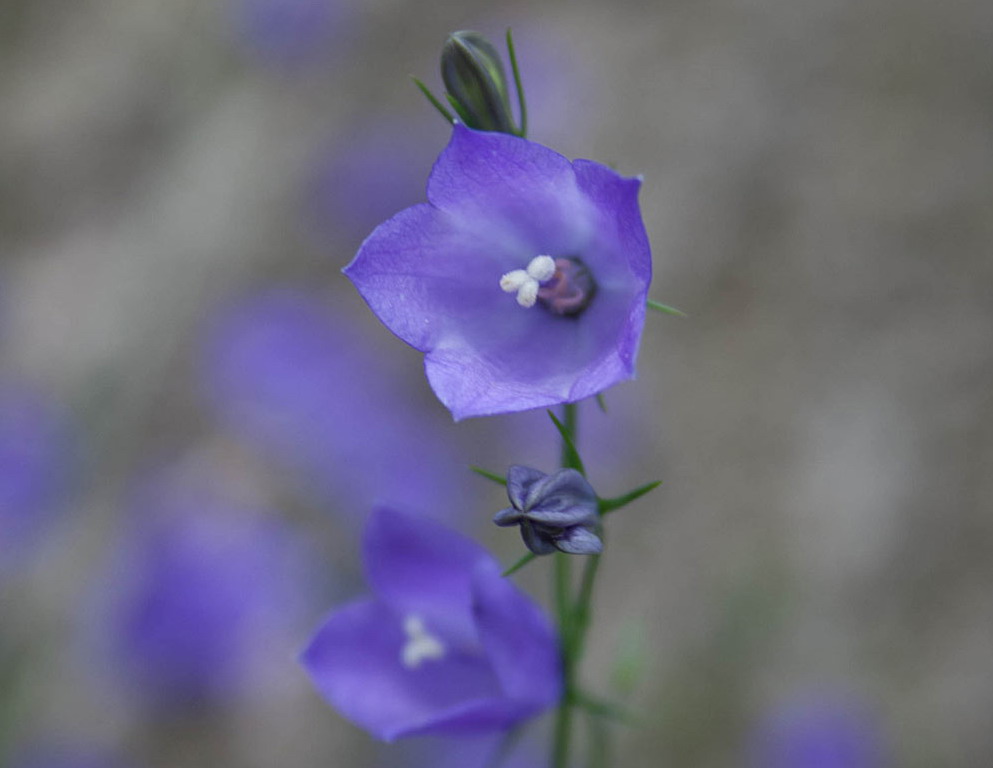 Grasklokje, een ver familielid van de zeer zeldzame waterlobelia...
