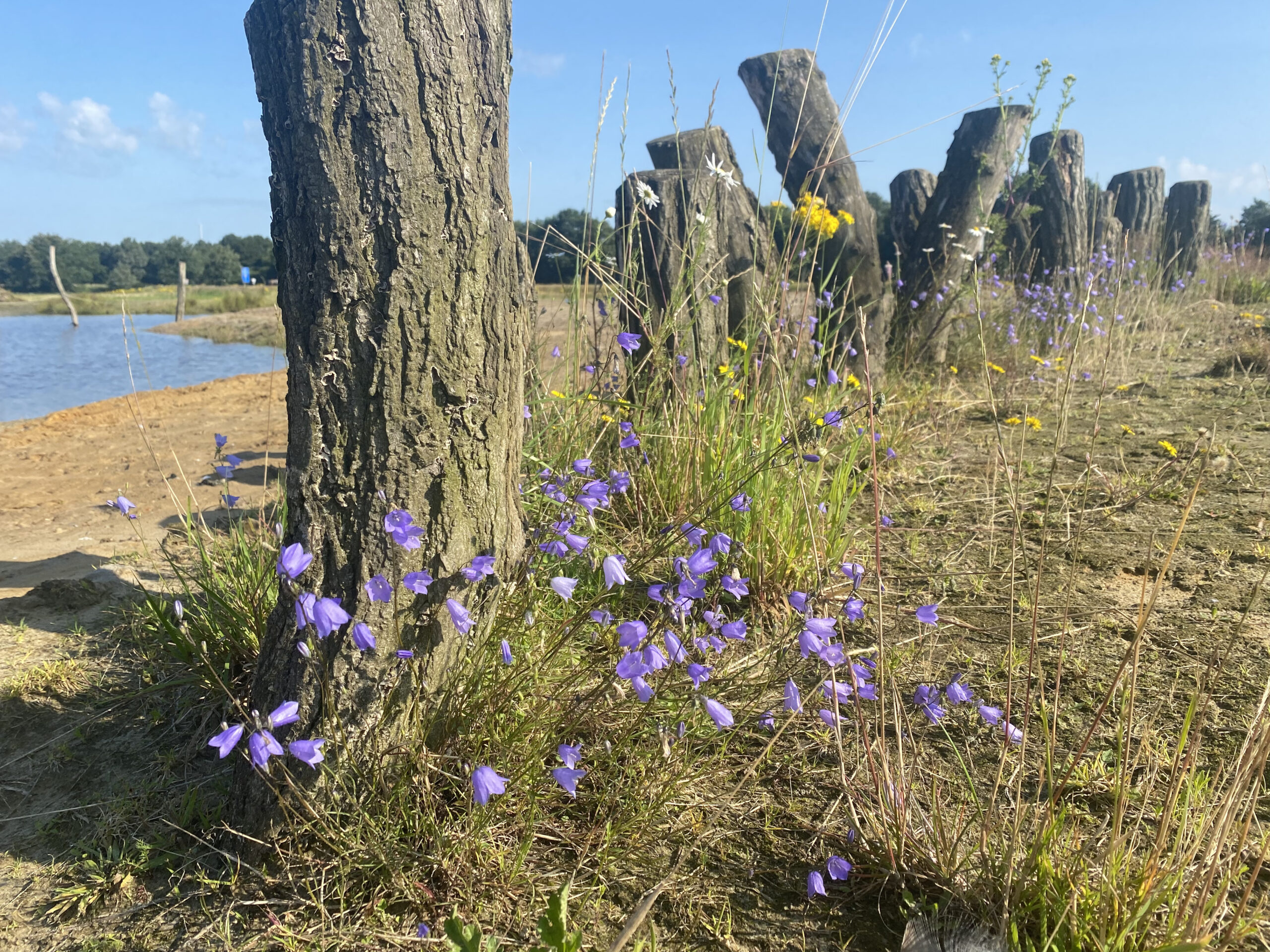 Grasklokjes in de Ommermars