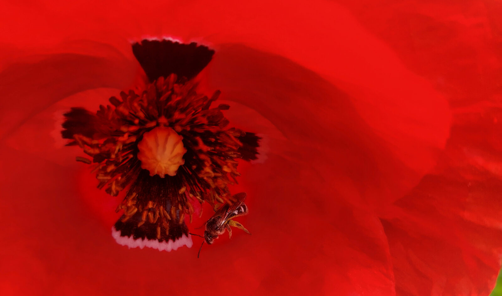 Grote klaproos met zesvlekkige groefbij