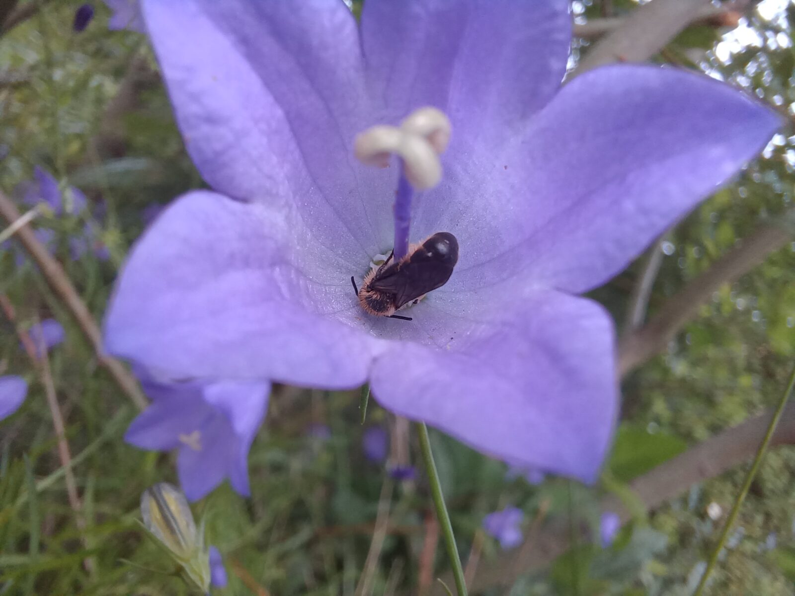 grote klokjesbij, slapend in een grasklokje