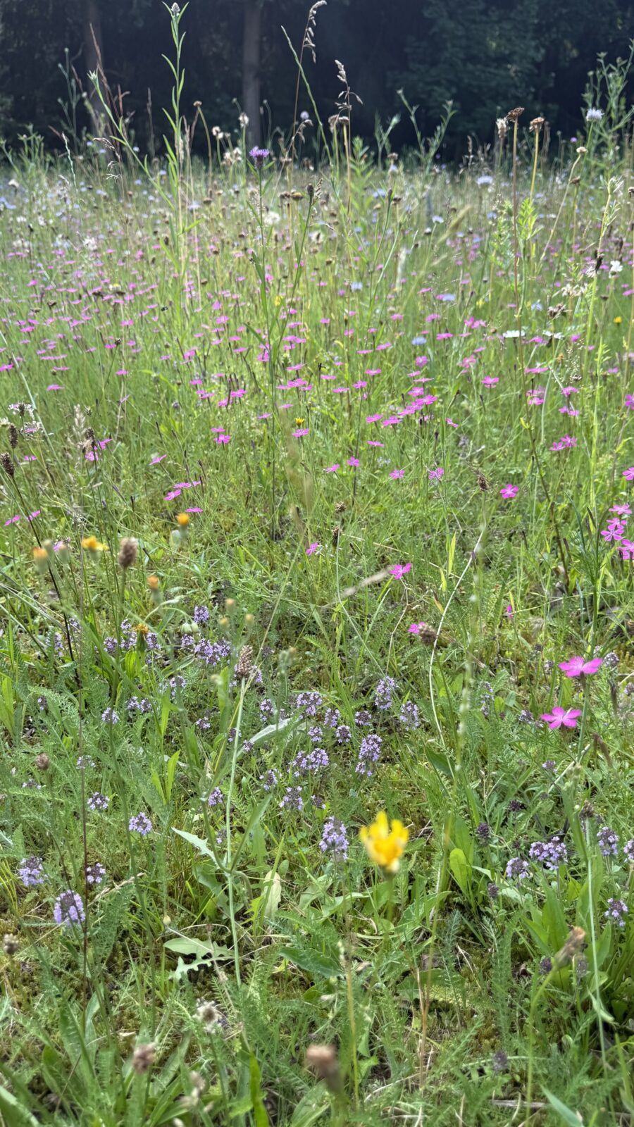 Grote tijm in Vechtdalbloemenweide