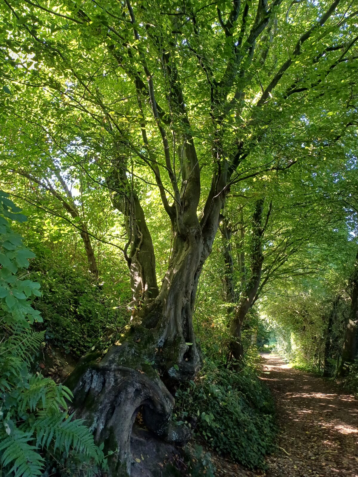 haagbeuk, een rijk strooisel-soort die op de flanken van de Veluwe thuishoort.
