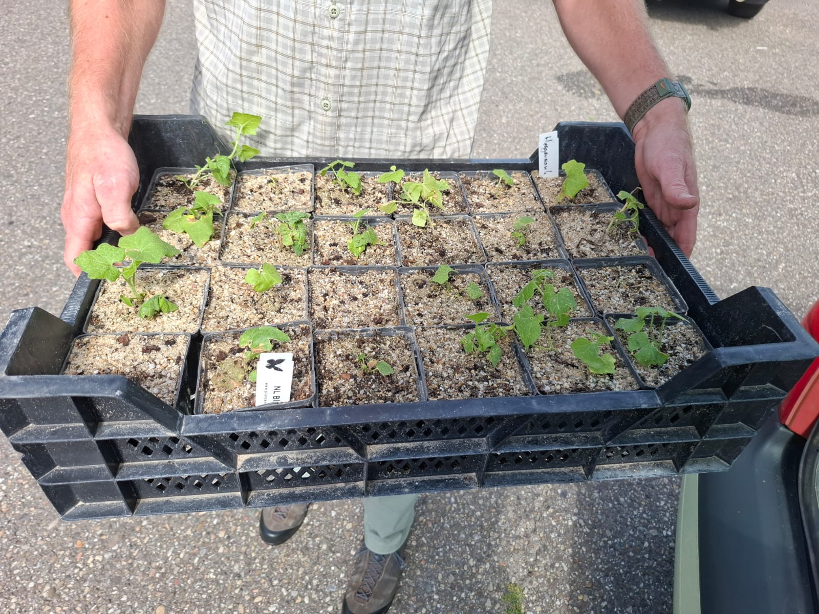 Arjan Vernhout toont een deel van de door hem opgekweekte 'IJssel-heggenrank'.