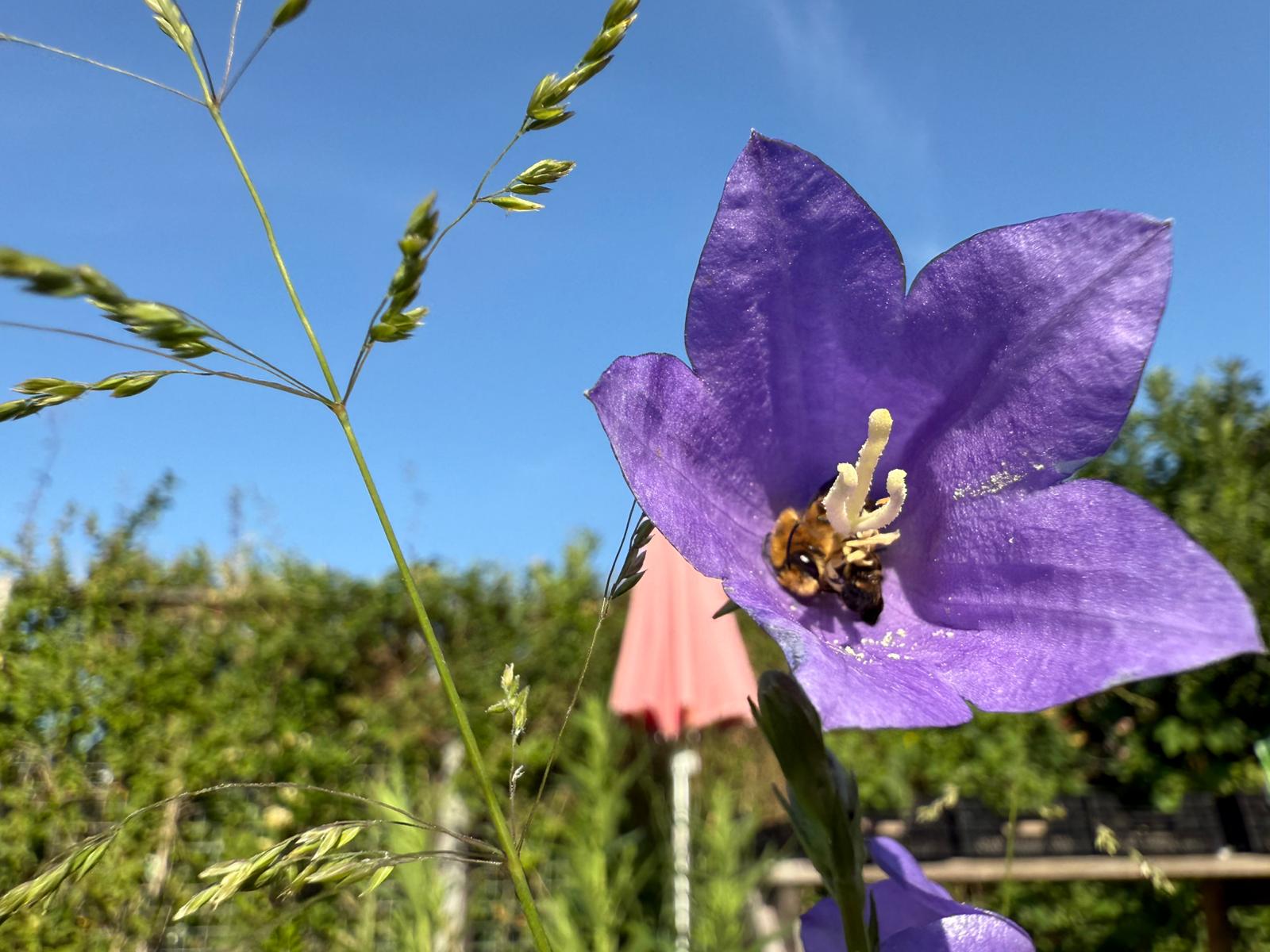 Klokjesdikpoot en grote klokjesbij, slapend in een prachtklokje