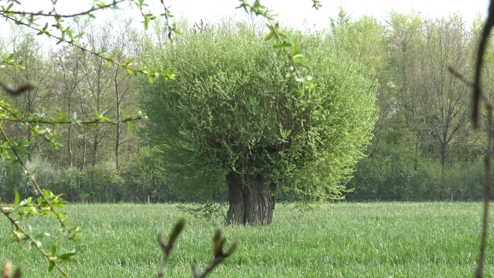 Monumentale knotwilg