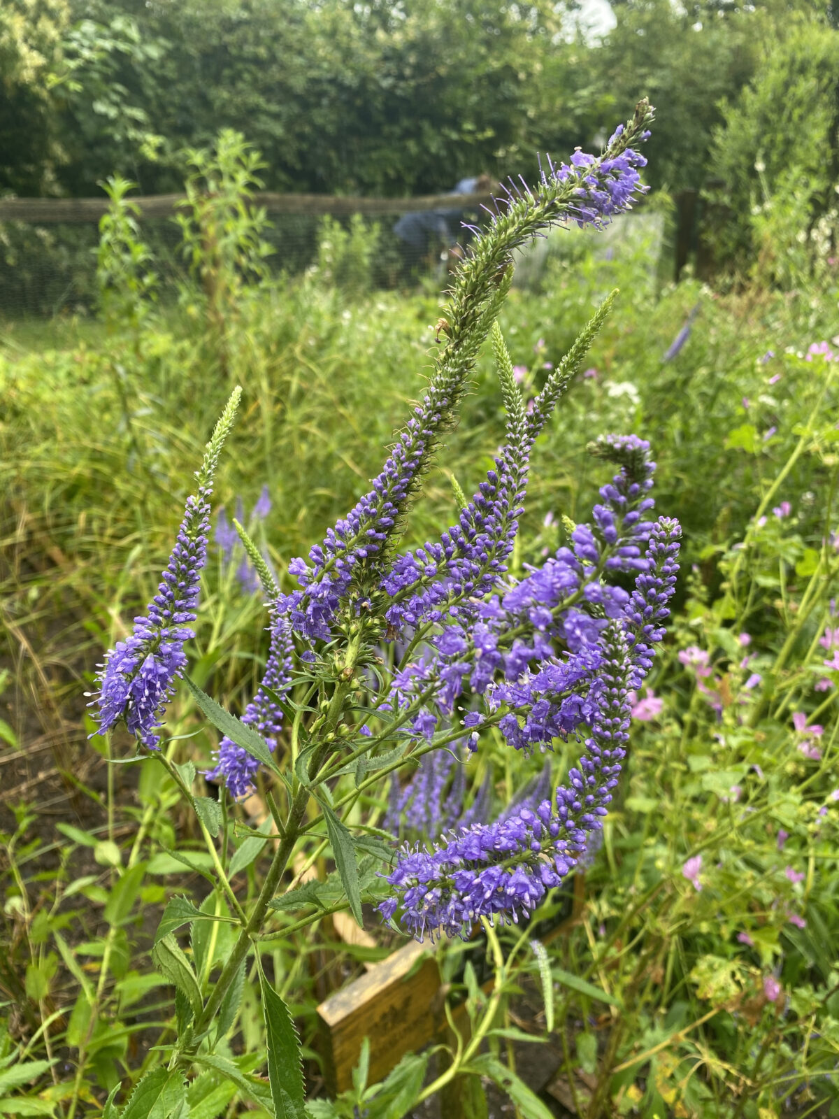Lange ereprijs langs de Overijsselse Vecht