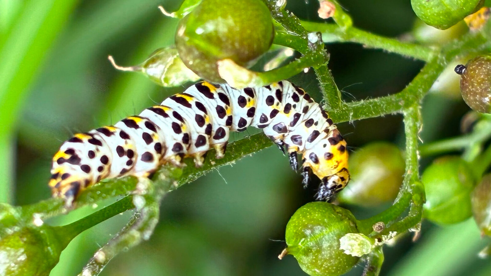 rups van de helmkruidvlinder op knopig helmkruid