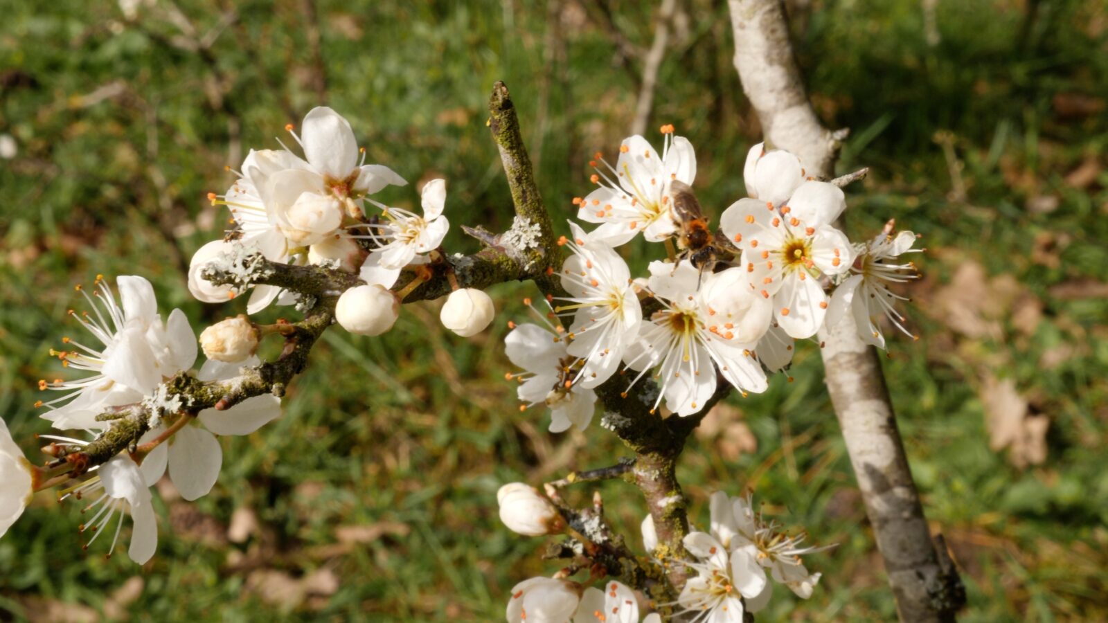 Bloeiende sleedoorn met wimperflankzandbij, in Junner Koeland