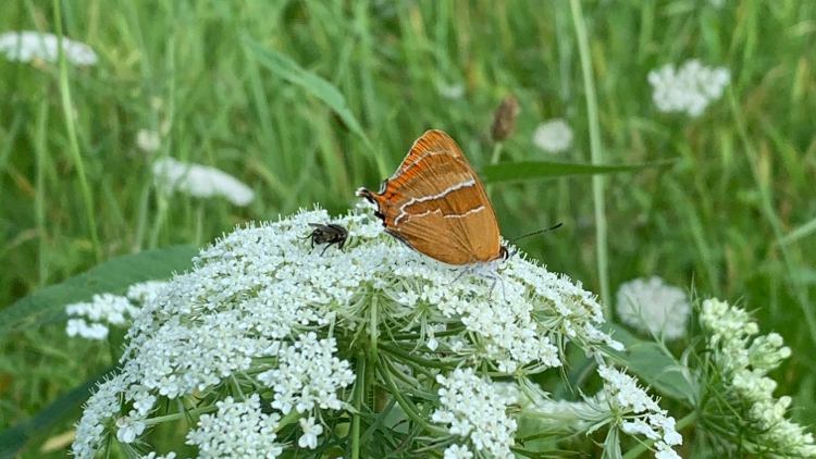 Sleedoornpage op wilde peen