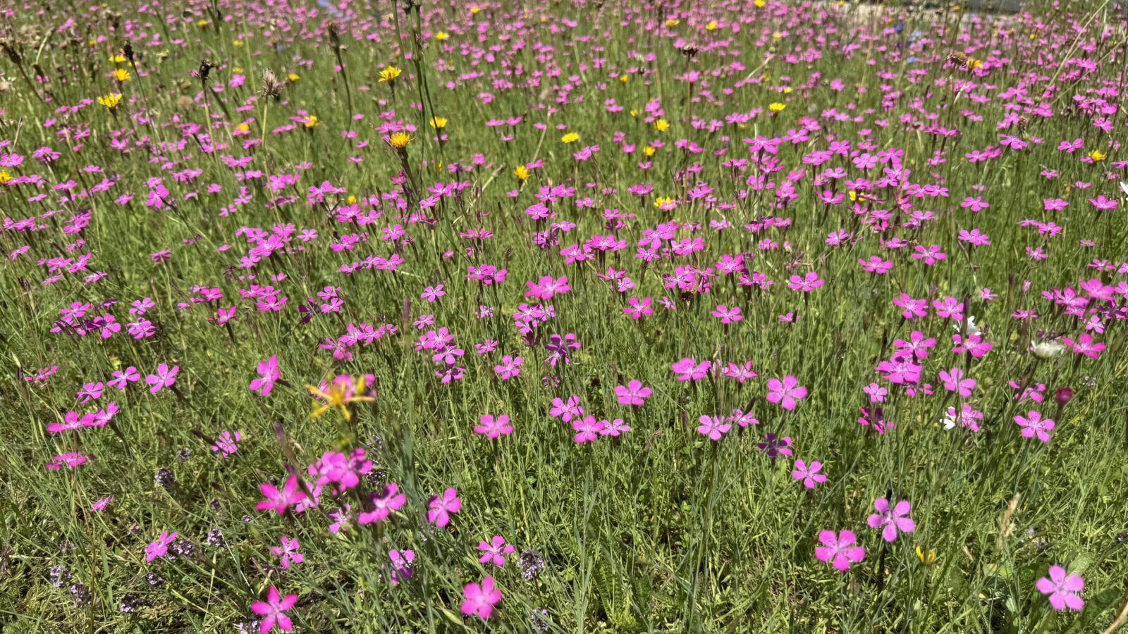 De steenanjer wordt ook wel de Vechtdalanjer genoemd, omdat deze in het wild vooral voorkomt langs de Overijsselse Vecht