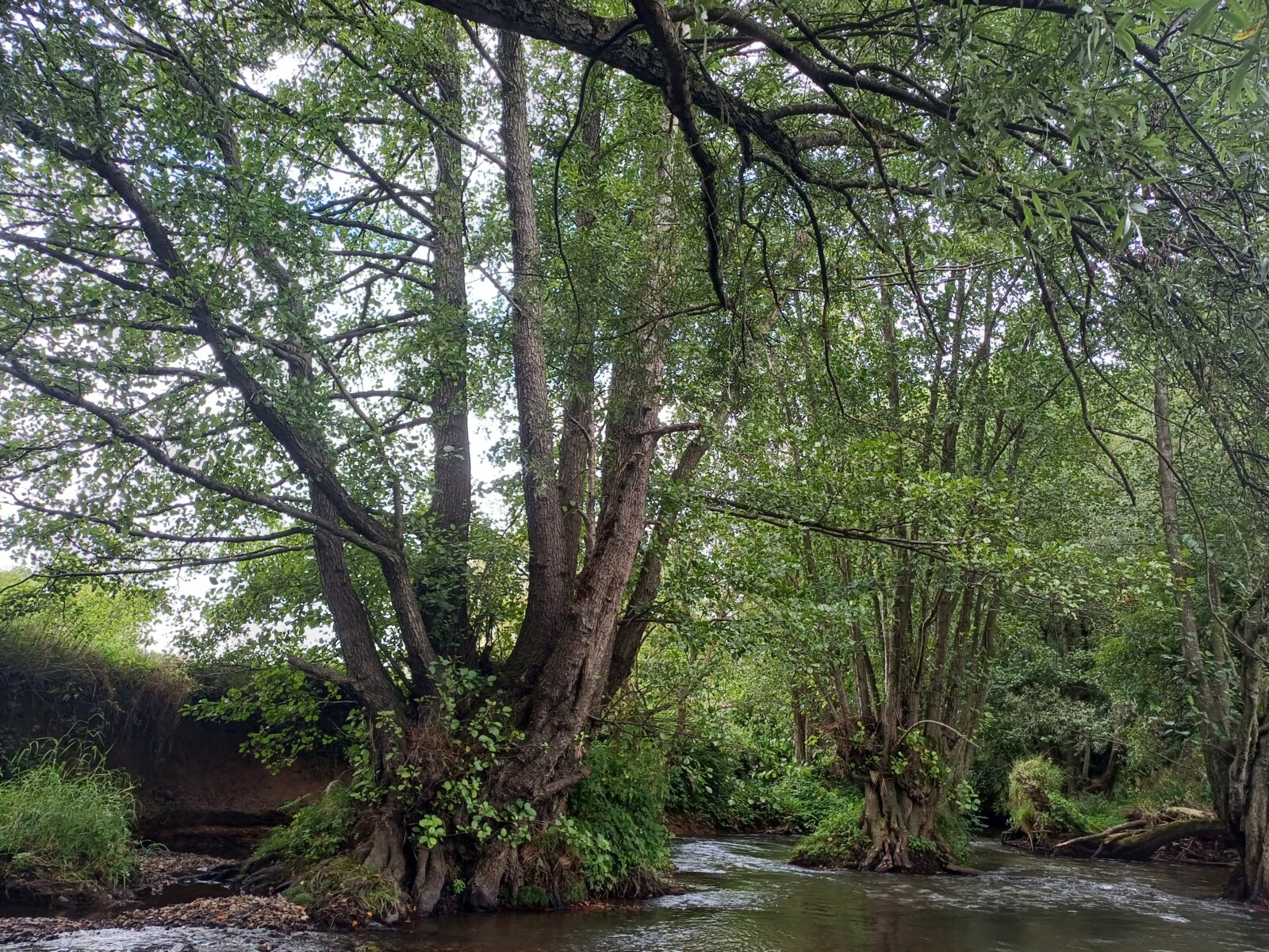 Stoven van de zwarte els