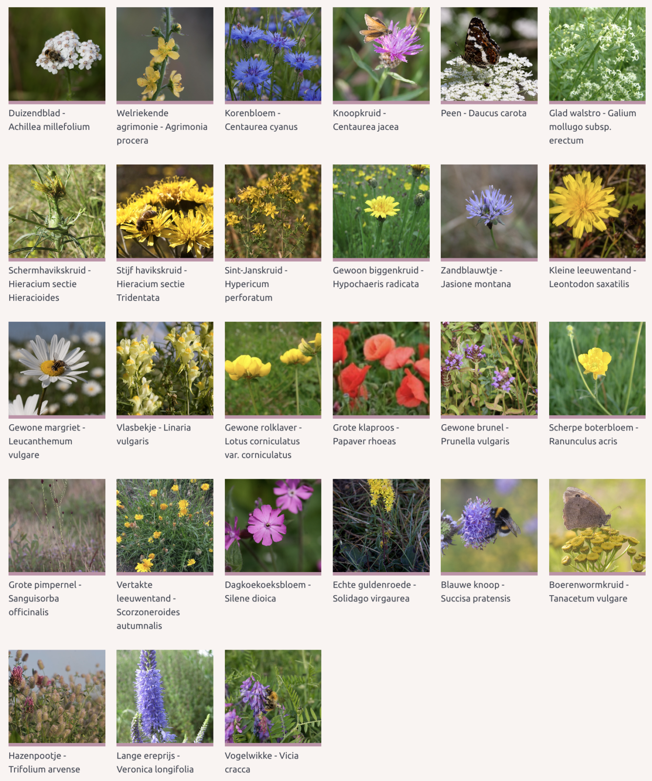 Bloemenweide Brabantse zand- en leemstreek