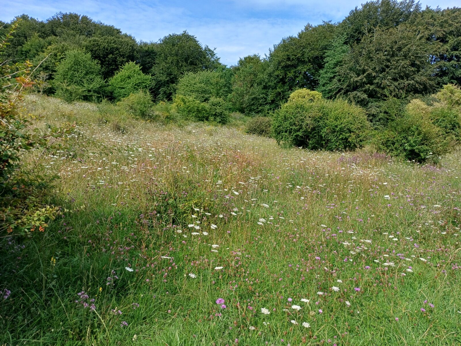 Bloemrijk kalkgrasland in Denemarken, met op de achtergrond wilde struwelen van onder andere meidoorn.