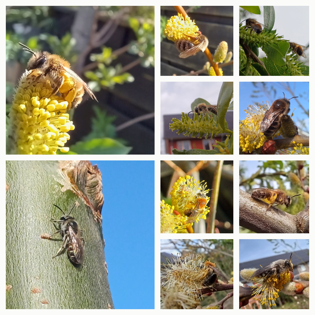 allerlei soorten voorjaarsbijen op bloeiende wilgen in de tuin