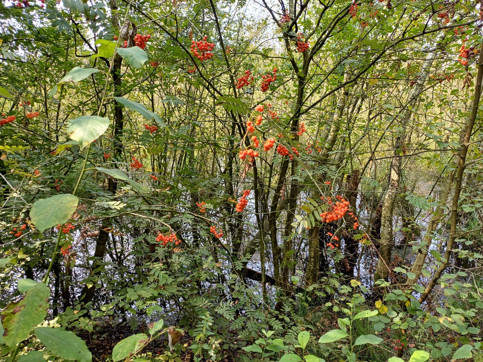 Rijke ondergroei met inheemse vogelkers en wilde lijsterbes.