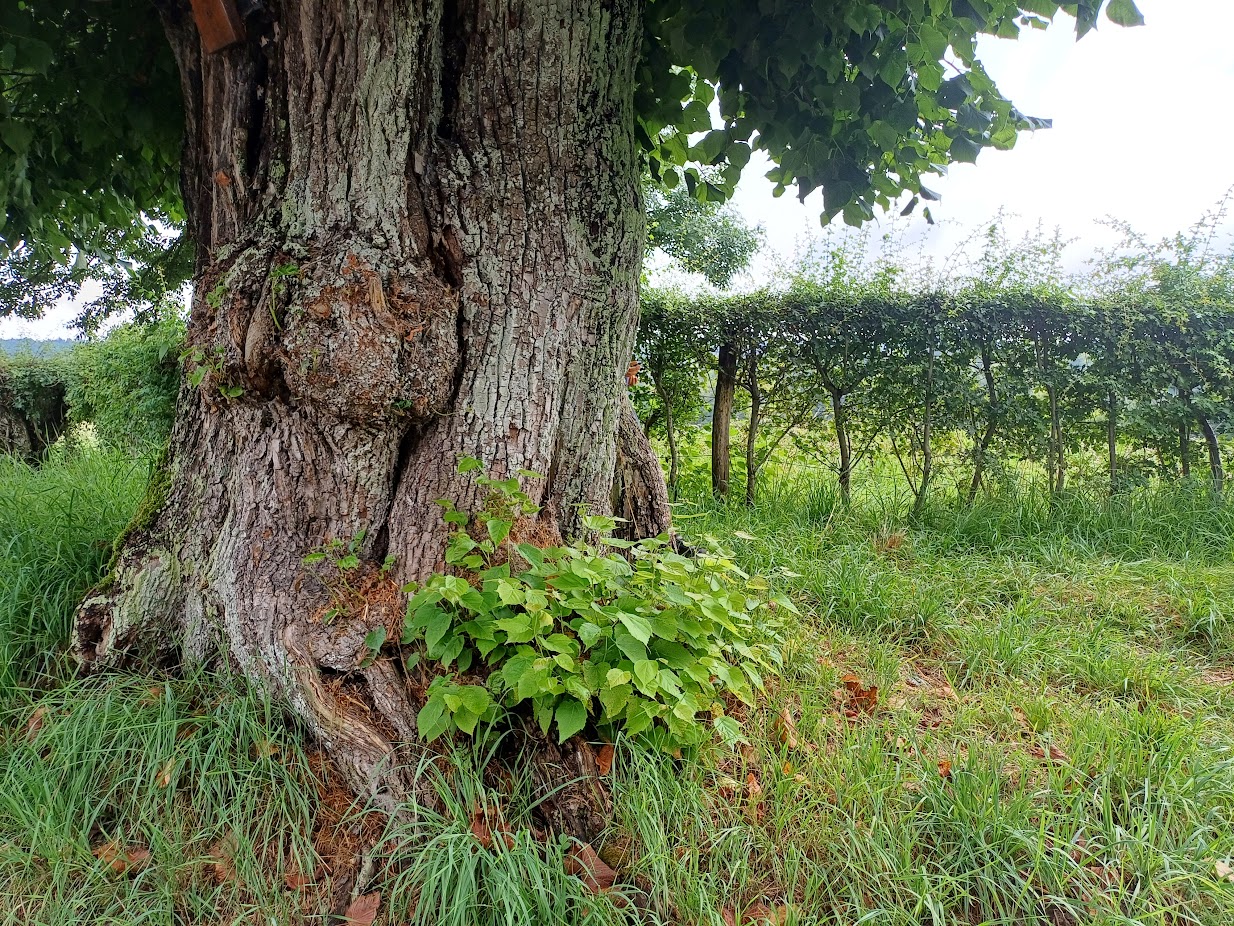 Zomerlinde met meidoornheg